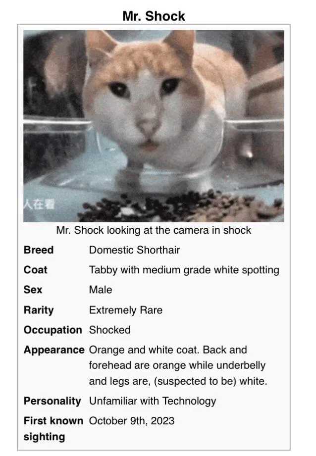 street cat wiki